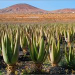 Aloe Vera Fuerteventura
